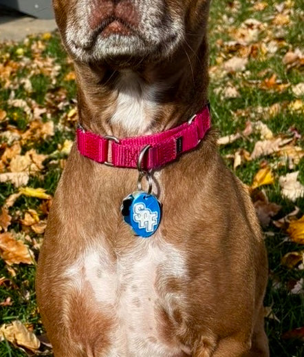 Scotch Plains-Fanwood Pet Tag